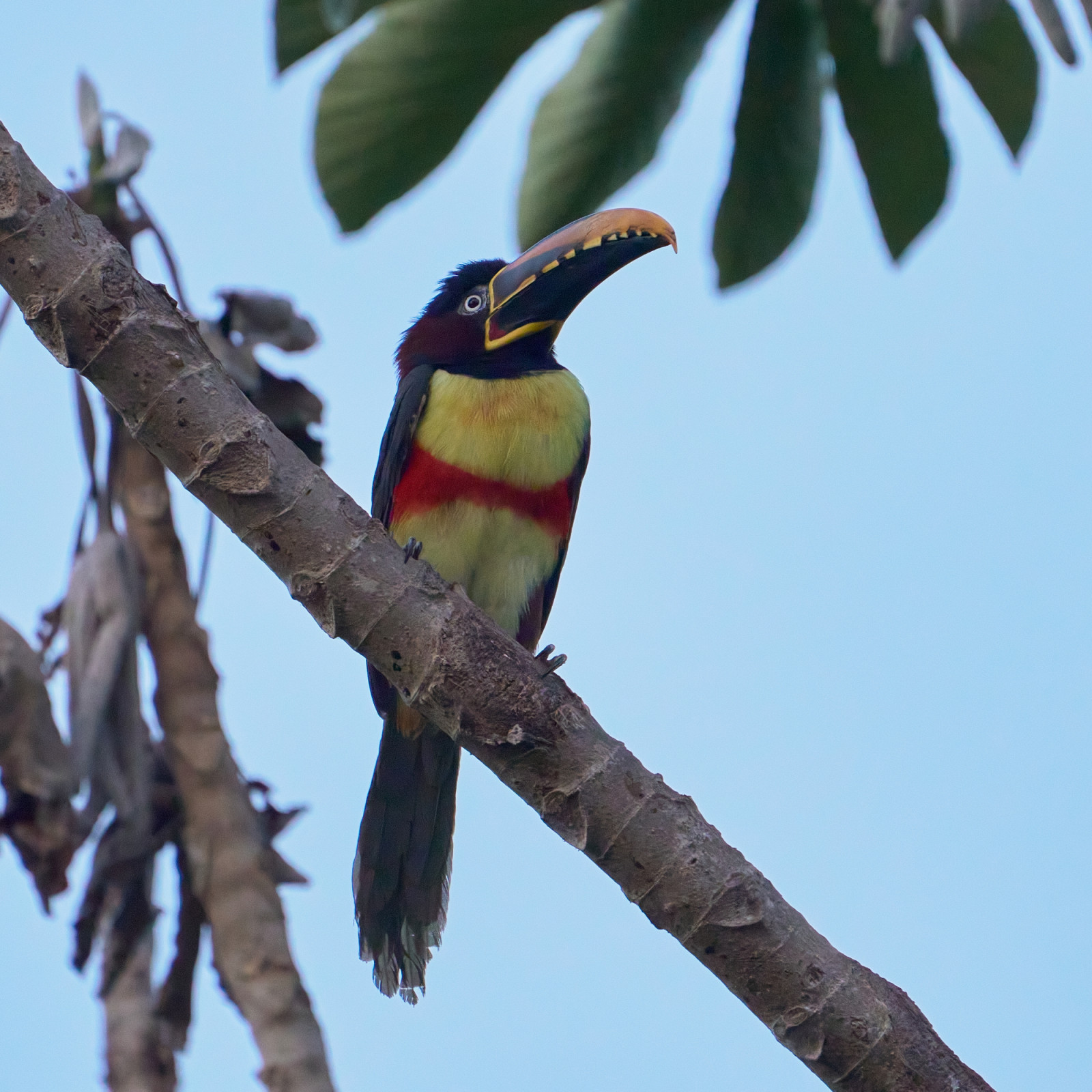 image Black-necked Aracari